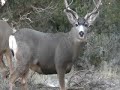 Mule Deer, Hunt, Archery, Scott Mackintosh, Epek XC3, Bow 