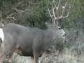 Mule Deer, Hunt, Archery, Scott Mackintosh, Epek XC3, Bow 