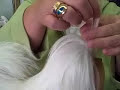 Easy TopKnot and Bow Placement by Perfect Dog Bows Easy TopKnot and Bow Placement by Perfect Dog Bows