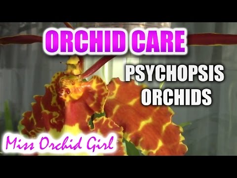 how to fertilize mounted orchids