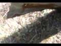 Britain in COLD BLOOD - The Slow Worm