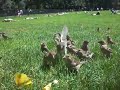 Feeding Birds in Central Park