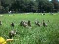 Feeding Birds in Central Park