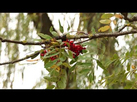 Барановичи день за днем. 02.10.20.