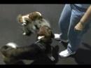 Buddy at Pup\ Buddy at Pup\