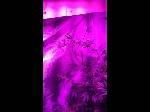 how to grow ghost train haze