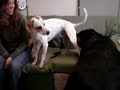 Jen Brings Her Dog to Work