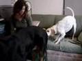 Jen Brings Her Dog to Work