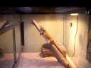 My bearded dragon sonic
