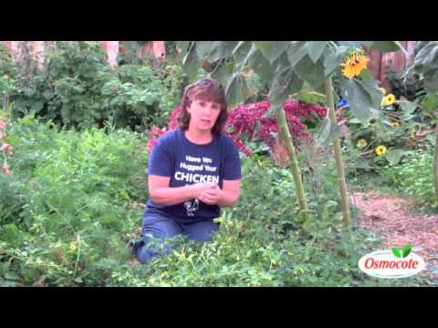 how to grow cherries