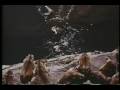 Do lemmings really commit suicide?