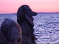 sea duck hunt