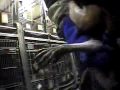 STOP ANIMAL TESTING