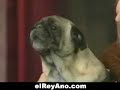 Gracioso-perro k habla