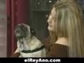 Perro que habla