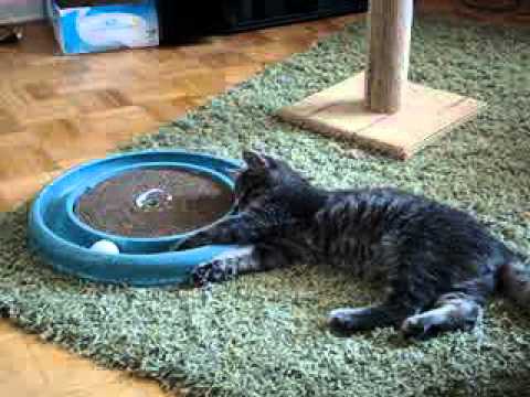 Lazy Playtime!