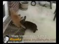 Divertidos