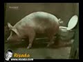 Divertidos