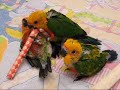 7 week old Jenday Conures playing