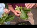 Leaf Spots