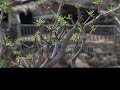 LA GOMERA paso a paso Parte 1 LA GOMERA paso a paso Parte 1