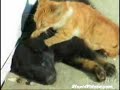 Cat Massage