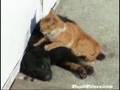 cat massage