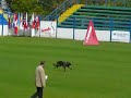 WUSV 2007 disqualificated dog WUSV 2007 disqualificated dog