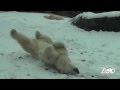 Polar Bear Snow Day - YouTube