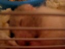 SUGAR loves CORN