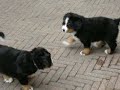 pups