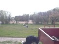 videos de WickedPushinBall
