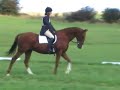 Hakkuna Matata III - Beamish dressage