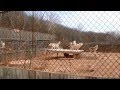 Video: Wolves Erupt Into Howling At Wolf Sanctuary