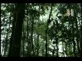Los caminos del yagé Ver Video