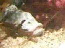 fish with carlyn\ fish with carlyn\