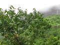 Nashik Monsoon 2008 Video 2 - Nashik Monsoon 2008 Video 2