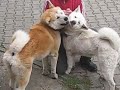 Adiano i Aki
