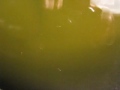 Hatching E - Computer.m4v