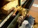 Minty-The-Leopard-Ge