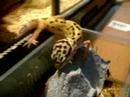 Minty-The-Leopard-Ge