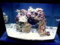 videos de 29 biocube new tank but 4weeks old rock.MPG