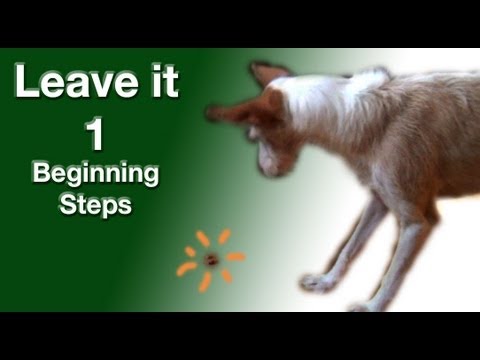 how to train leave it