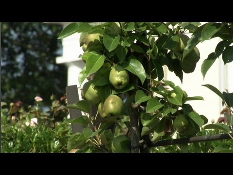 how to espalier a lemon tree