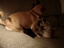 Roxy and Lincoln wrestling