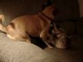 videos de Roxy and Lincoln wrestling