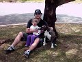 American Staffordshire Terrier - Duquesa