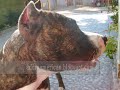 American Staffordshire Terrier - Duquesa