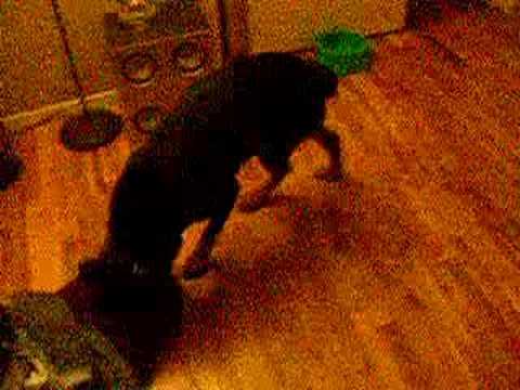 rottwiler