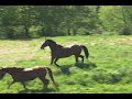 Quantum Playing in Pasture Quantum Playing in Pasture
